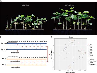 Advanced genes expression pattern greatly contributes to divergence in Verticillium wilt resistance between Gossypium barbadense and Gossupium hirsutum